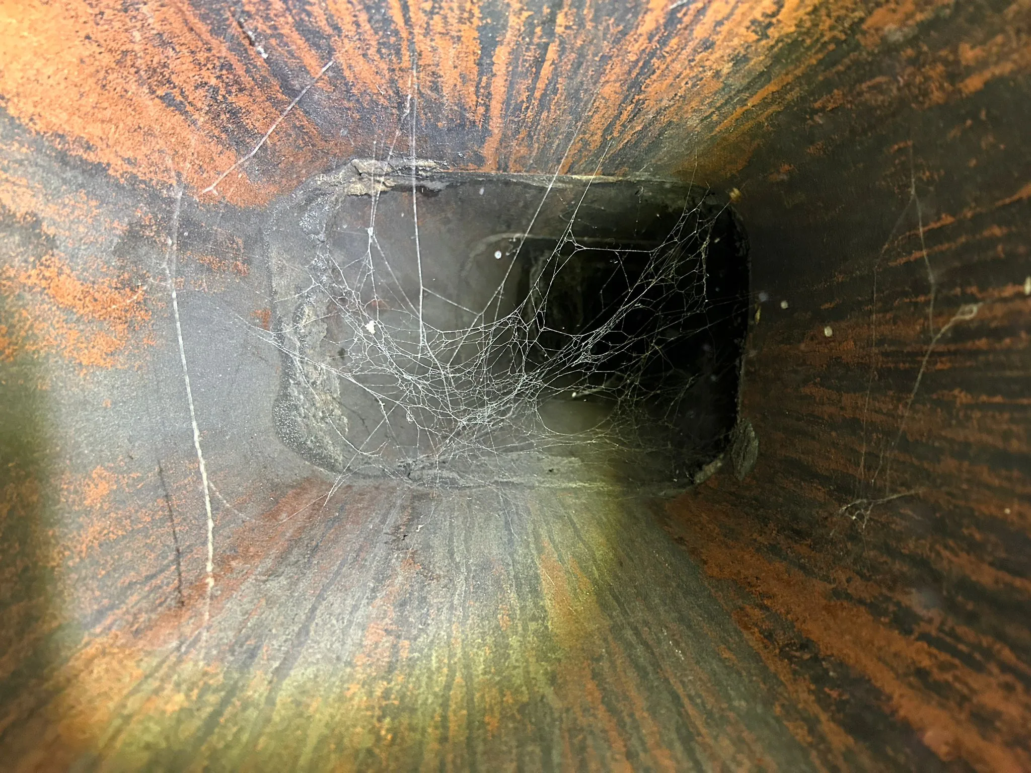 Animal Removal & Exclusion